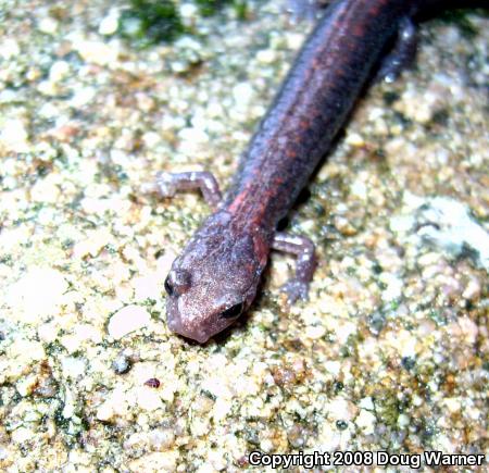 Eastern Red-backed Salamander (Plethodon cinereus)