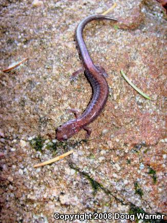 Eastern Red-backed Salamander (Plethodon cinereus)