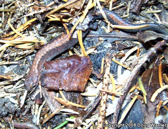 Eastern Red-backed Salamander (Plethodon cinereus)