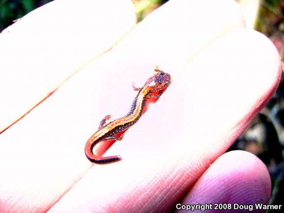 Eastern Red-backed Salamander (Plethodon cinereus)