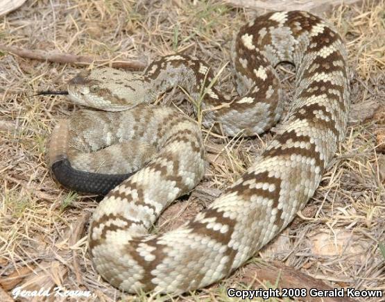 Northern Black-tailed Rattlesnake (Crotalus molossus molossus)