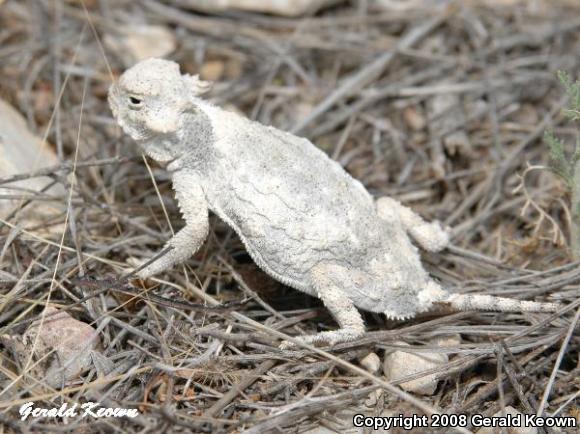 Round-tailed Horned Lizard (Phrynosoma modestum)