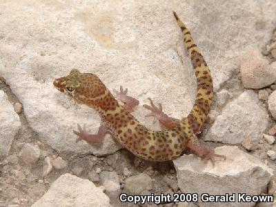 Texas Banded Gecko (Coleonyx brevis)