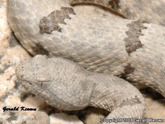 Mottled Rock Rattlesnake (Crotalus lepidus lepidus)