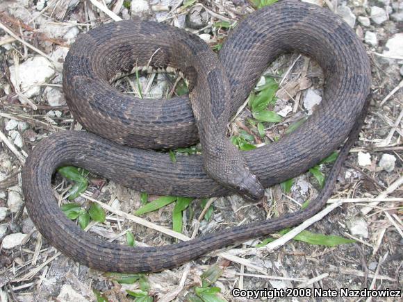 Brown Watersnake (Nerodia taxispilota)