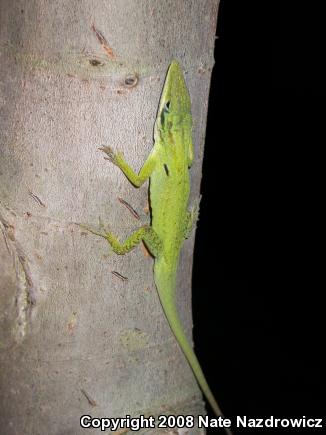 Southern Green Anole (Anolis carolinensis seminolus)