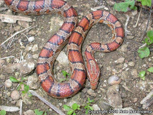 Red Cornsnake (Pantherophis guttatus)