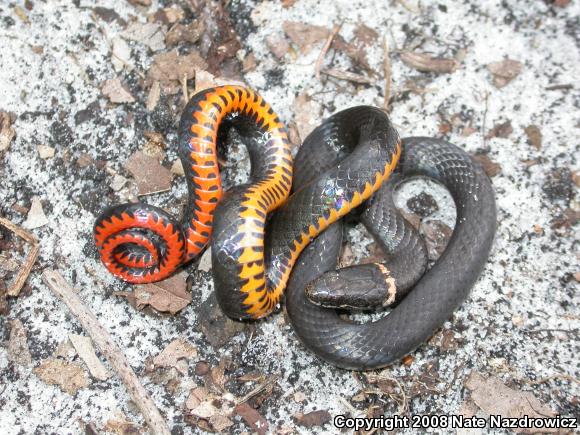 Southern Ring-necked Snake (Diadophis punctatus punctatus)