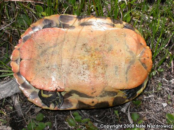 Florida Red-bellied Cooter (Pseudemys nelsoni)