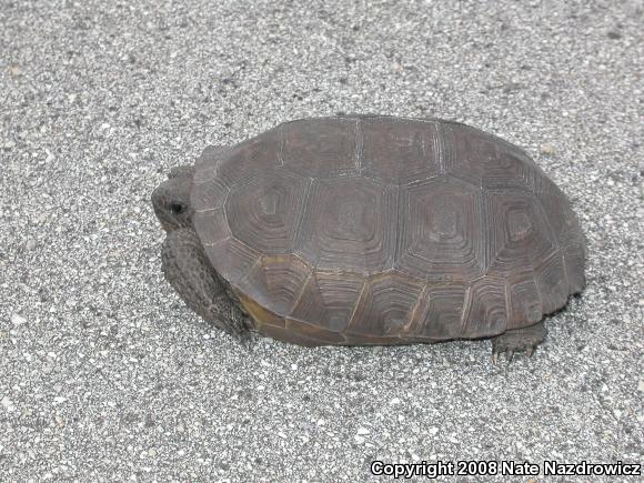 Gopher Tortoise (Gopherus polyphemus)