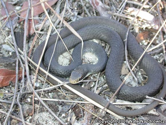 Southern Black Racer (Coluber constrictor priapus)