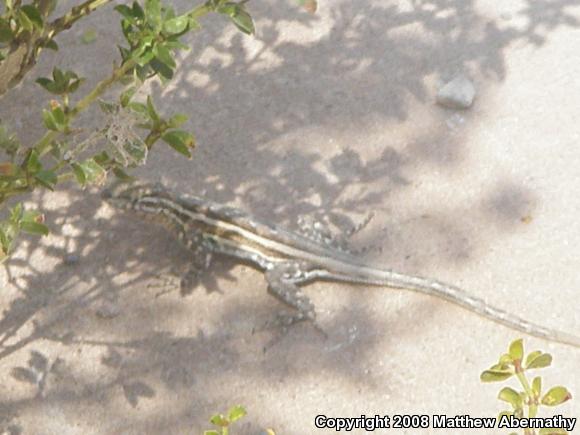 Eastern Fence Lizard (Sceloporus undulatus)