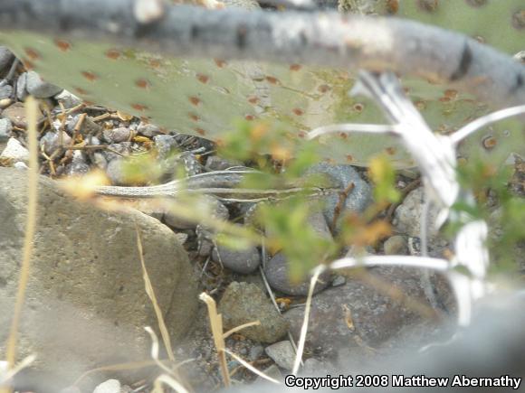 Eastern Fence Lizard (Sceloporus undulatus)