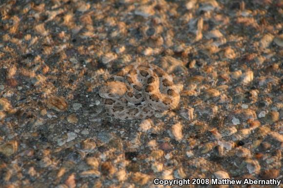 Western Diamond-backed Rattlesnake (Crotalus atrox)