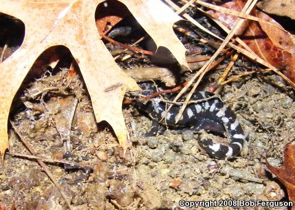 Marbled Salamander (Ambystoma opacum)