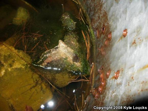 Northern Green Frog (Lithobates clamitans melanota)