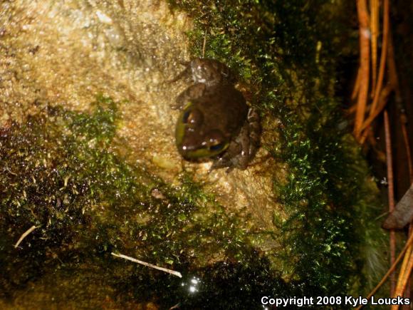 Northern Green Frog (Lithobates clamitans melanota)