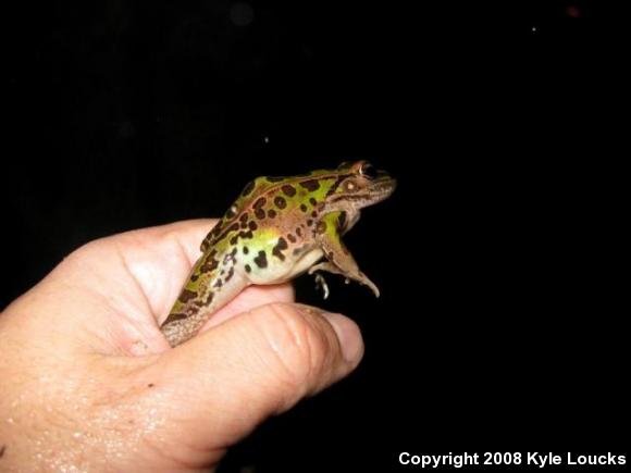 Southern Leopard Frog (Lithobates sphenocephalus utricularius)