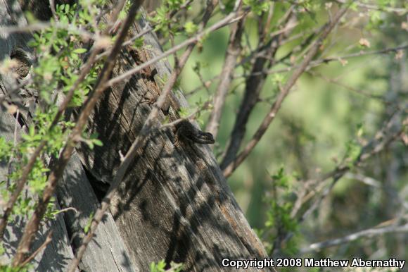 Eastern Fence Lizard (Sceloporus undulatus)