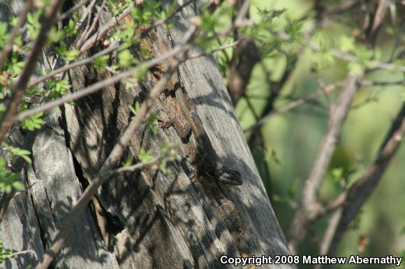 Eastern Fence Lizard (Sceloporus undulatus)