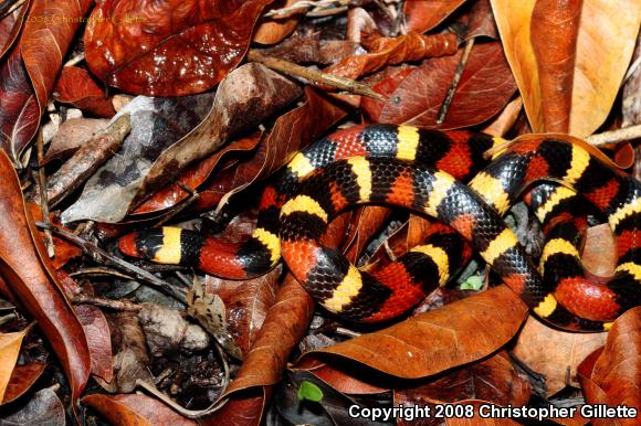 Scarlet Kingsnake (Lampropeltis triangulum elapsoides)