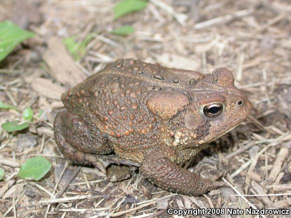 Dwarf American Toad (Anaxyrus americanus charlesmithi)