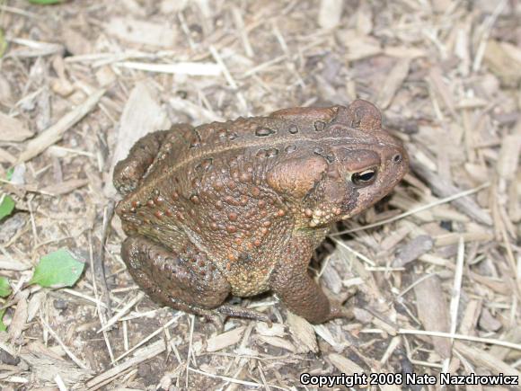 Dwarf American Toad (Anaxyrus americanus charlesmithi)