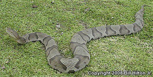 Northern  Copperhead (Agkistrodon contortrix mokasen)