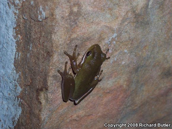 Green Treefrog (Hyla cinerea)