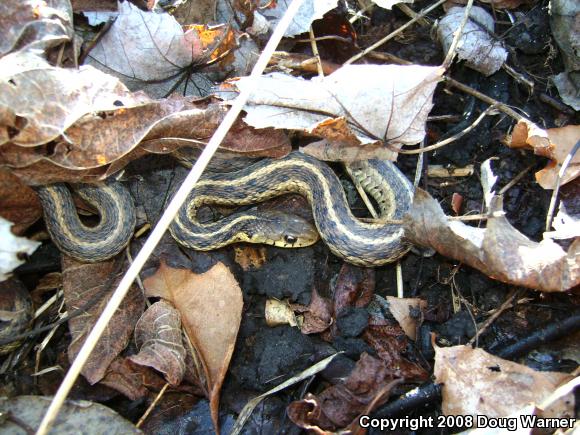 Eastern Gartersnake (Thamnophis sirtalis sirtalis)