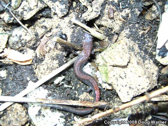 Eastern Red-backed Salamander (Plethodon cinereus)