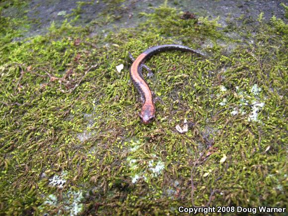 Eastern Red-backed Salamander (Plethodon cinereus)