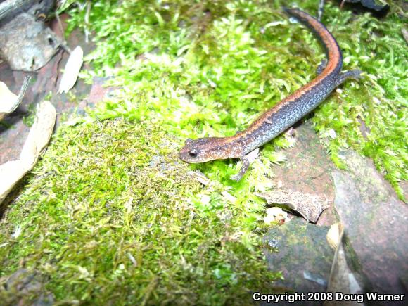 Eastern Red-backed Salamander (Plethodon cinereus)