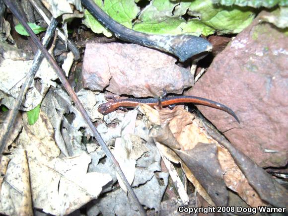 Eastern Red-backed Salamander (Plethodon cinereus)