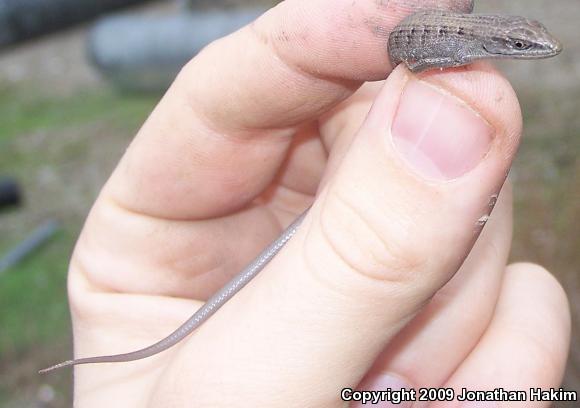 San Diego Alligator Lizard (Elgaria multicarinata webbii)