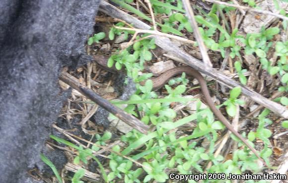 San Diego Alligator Lizard (Elgaria multicarinata webbii)