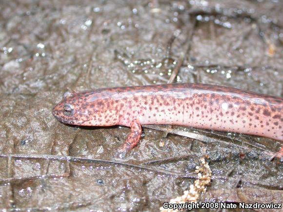 Southern Red Salamander (Pseudotriton ruber vioscai)