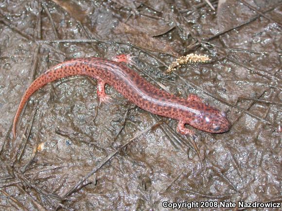 Southern Red Salamander (Pseudotriton ruber vioscai)