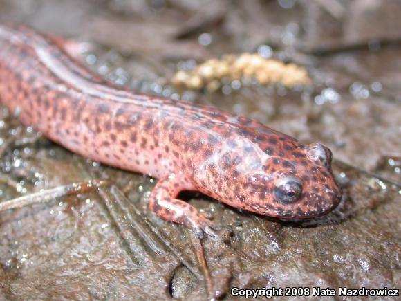 Southern Red Salamander (Pseudotriton ruber vioscai)