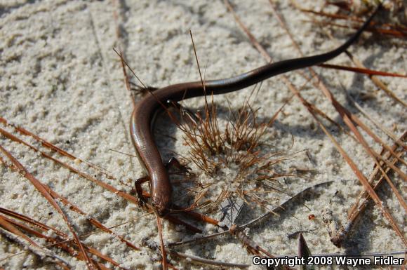 Little Brown Skink (Scincella lateralis)