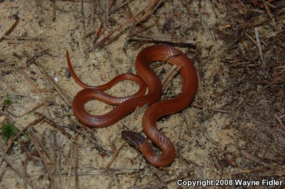 Pine Woods Littersnake (Rhadinaea flavilata)