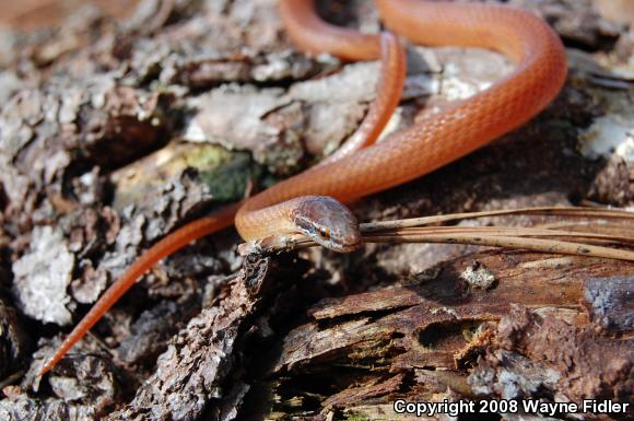 Pine Woods Littersnake (Rhadinaea flavilata)