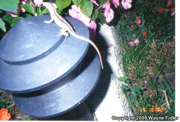 Brown Anole (Anolis sagrei)