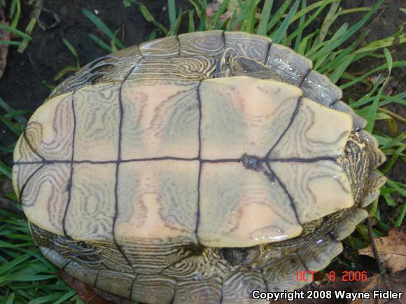 False Map Turtle (Graptemys pseudogeographica pseudogeographica)