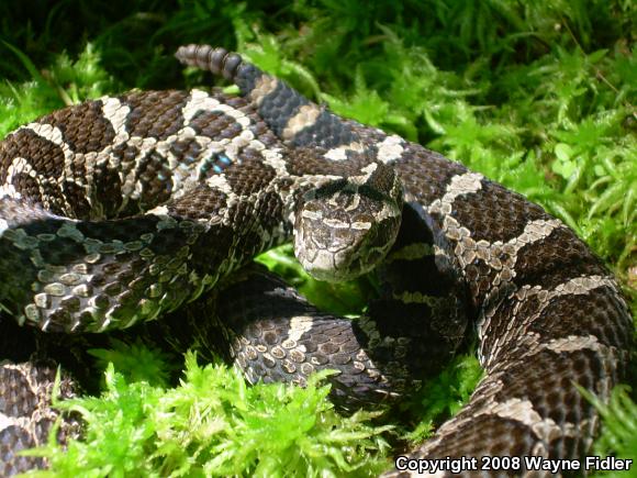 Eastern Massasauga (Sistrurus catenatus catenatus)