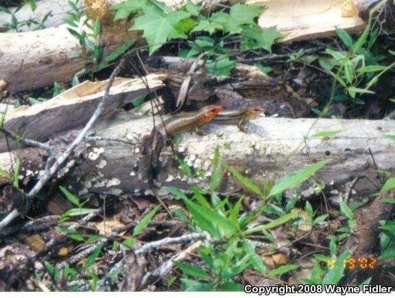 Broadhead Skink (Plestiodon laticeps)