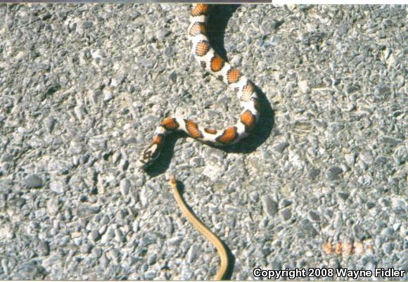 Northern Brownsnake (Storeria dekayi dekayi)