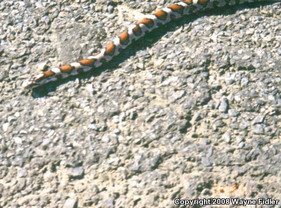 Eastern Milksnake (Lampropeltis triangulum triangulum)