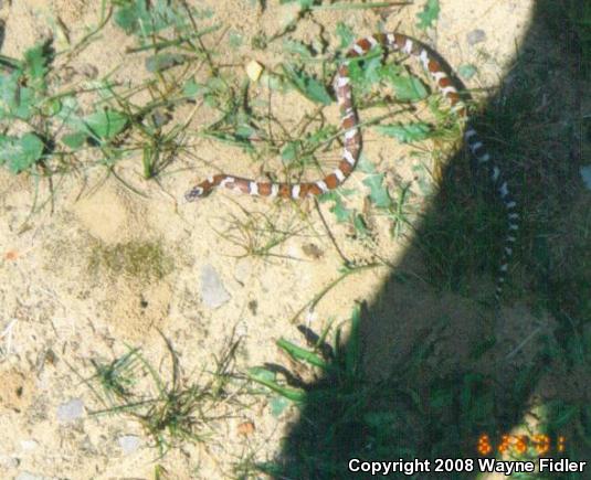 Eastern Milksnake (Lampropeltis triangulum triangulum)