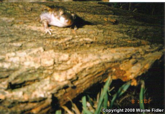 Eastern Spadefoot (Scaphiopus holbrookii)